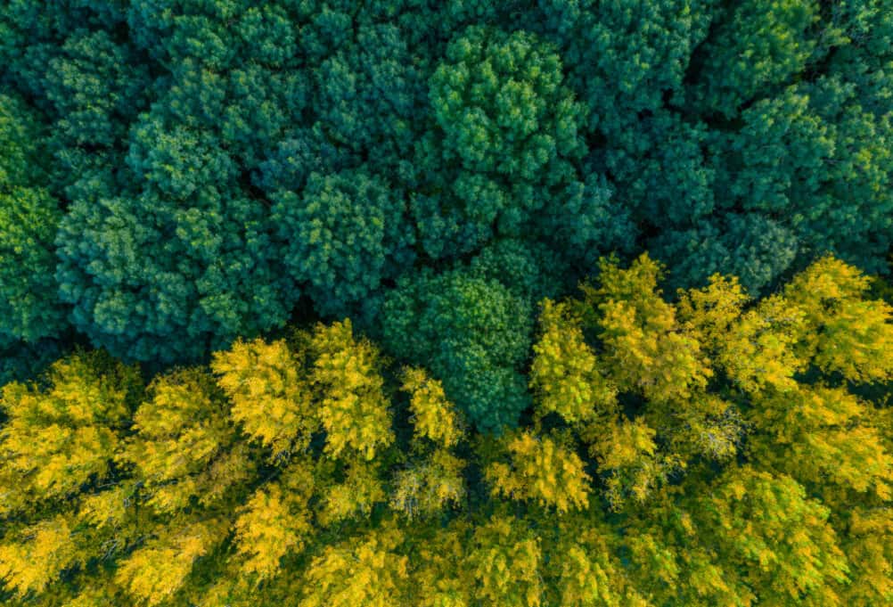 Aerial photo of tree tops in a forest.